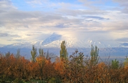 Ararat